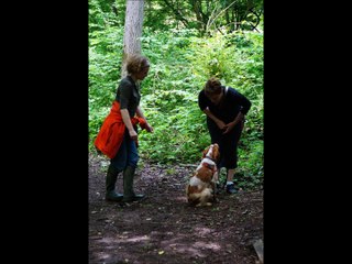 Séances collectives d'éducation canine Vox Animae