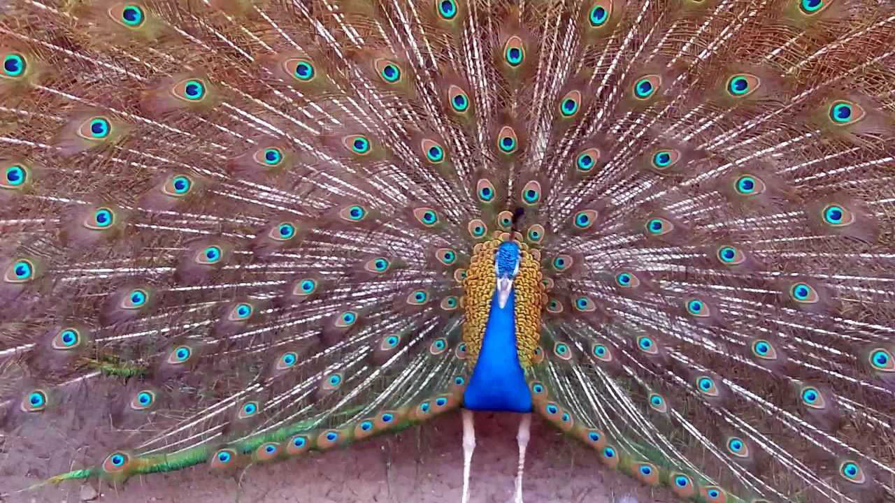 PEACOCK