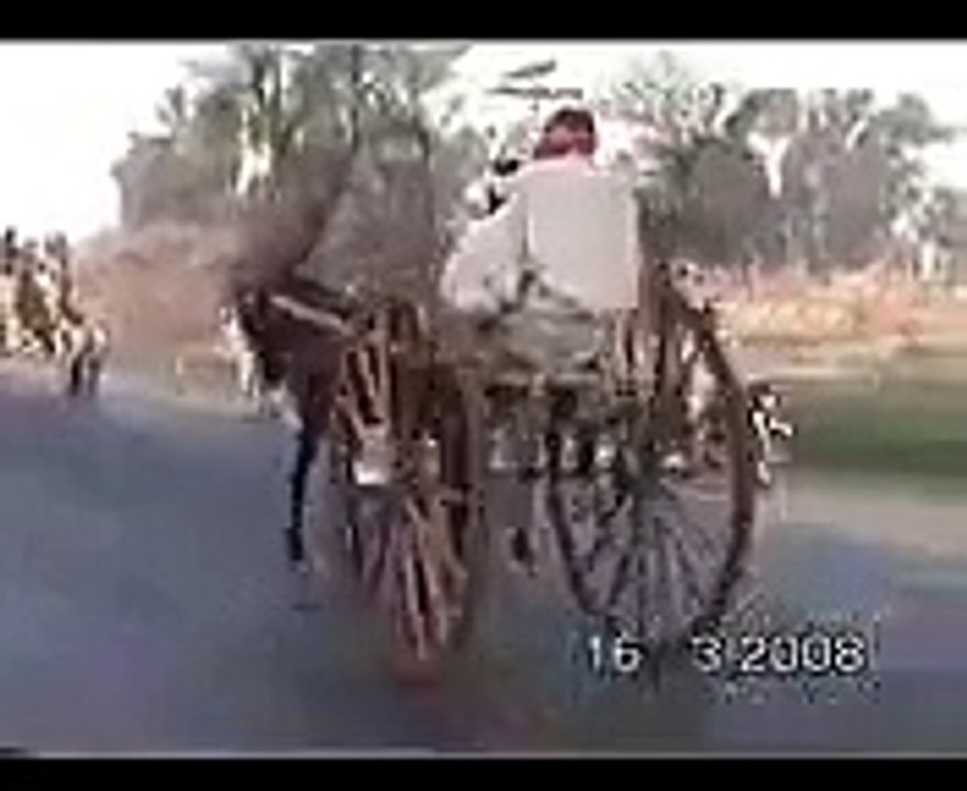 Geo Dhola HORSE Lahore