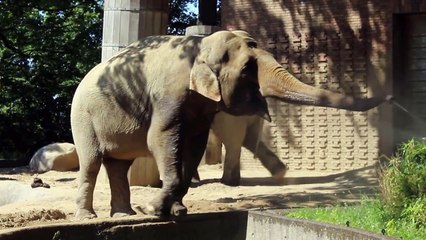 L'éléphant et l'arroseur automatique