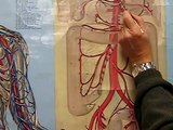 Arteries Supplying the Adbominopelvic Organs Part 1