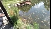 Pond hopping