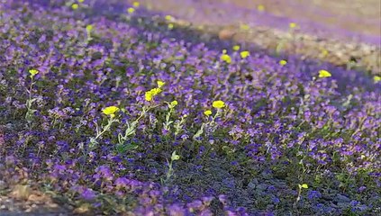 Yeryüzü Belgeseli Çöl Canlıları- Çekirgeler