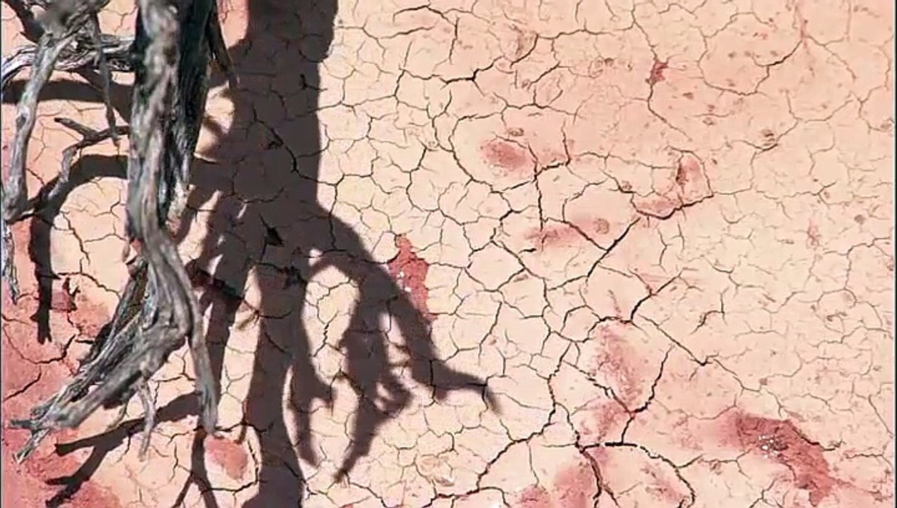 Yeryüzü Belgeseli Çöl Canlıları - Kaktüs