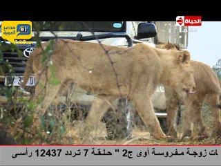 لحظة صدمة زيزو من ظهور الأسود