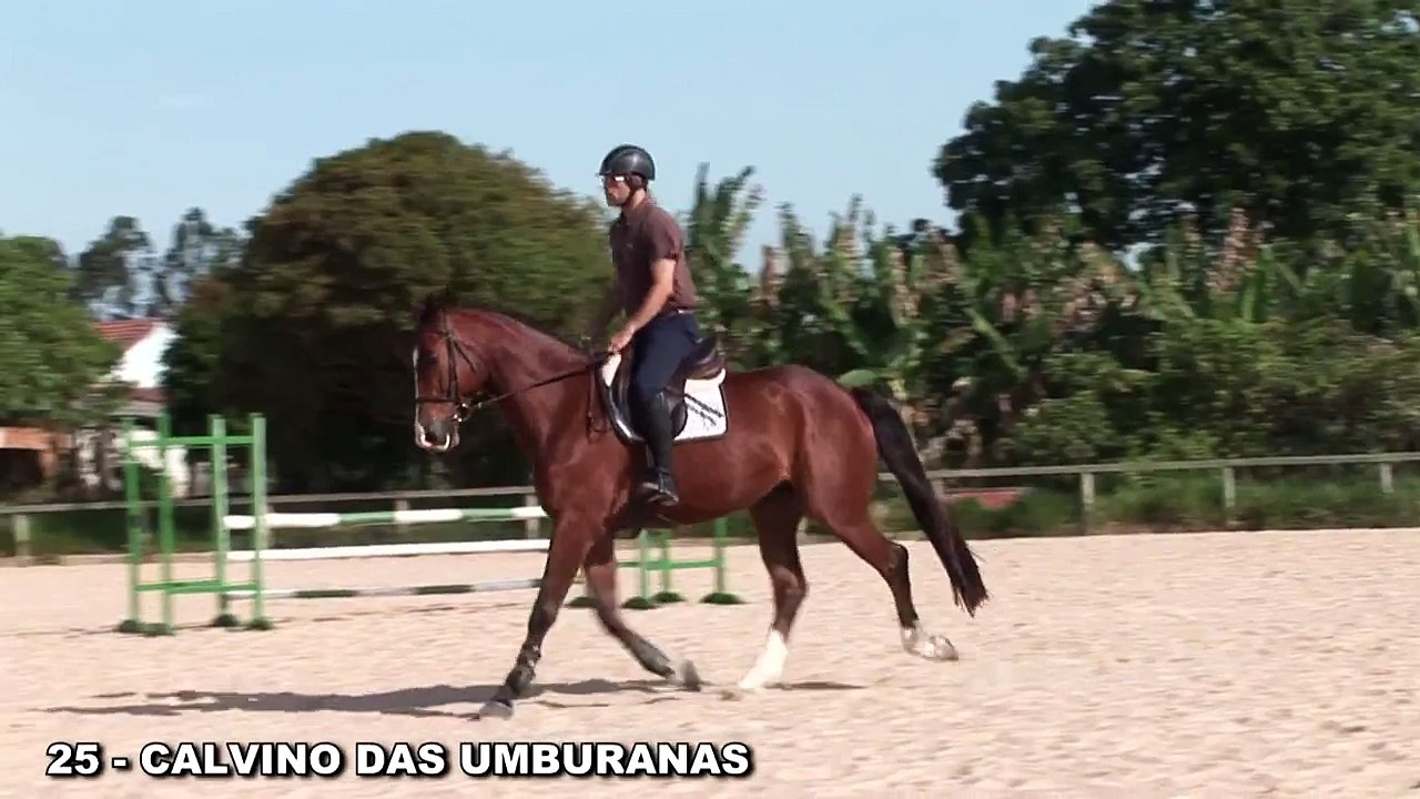 LOTE 25   CALVINO DAS UMBURANAS