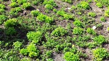 Stevia Field after harvesting 25 days India [Plants & Leaves Available]
