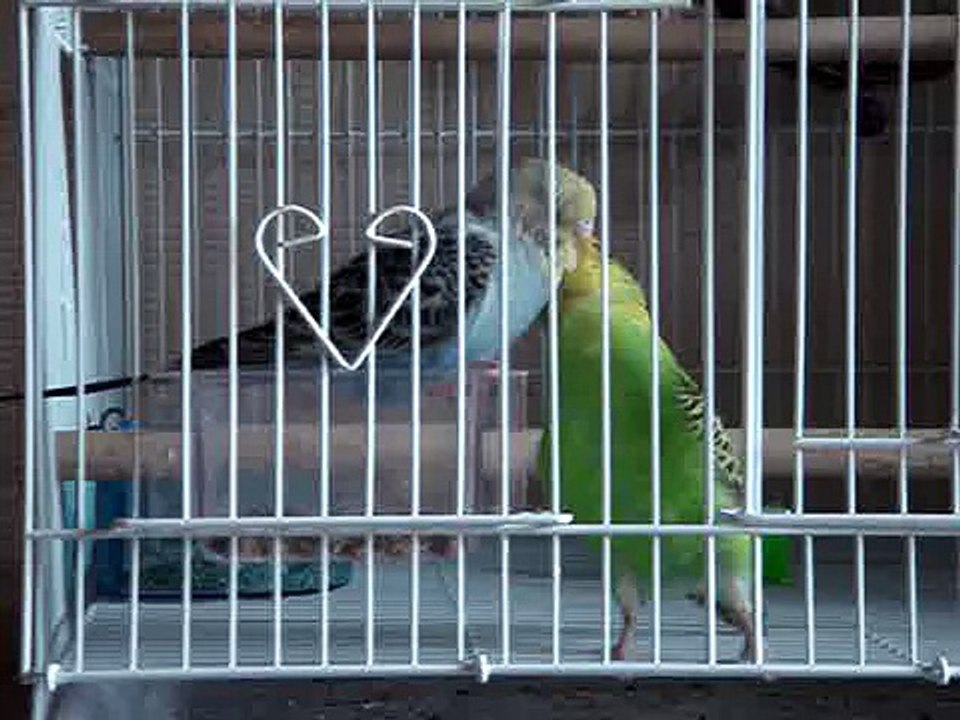 2009 9 25　ロン・レイ