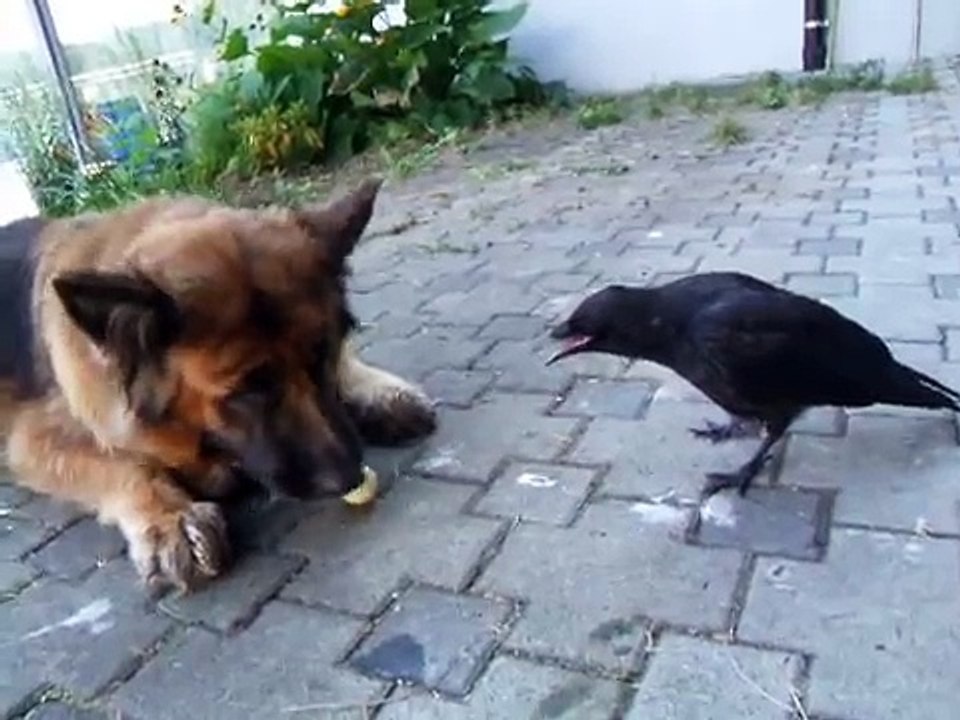 Chiens et Oiseau qui jouent au ballon