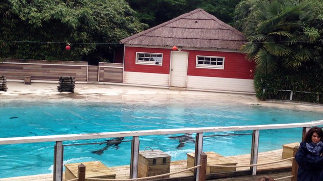 spectacle des otaries