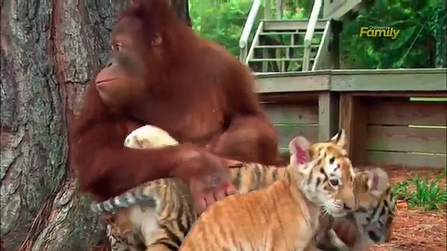 Tutti i giorni in questo zoo accadde qualcosa di meraviglioso.