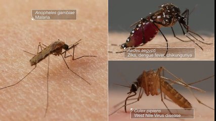 How Mosquitoes Use Six Needles to Suck Your Blood