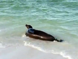 Amazing Sea Lion dancing in the sea