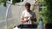 How to Sow French Climbing Beans from Seeds