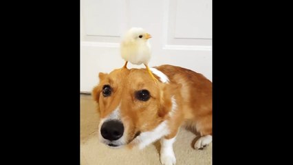 Little Chick Uses Corgi as Armchair