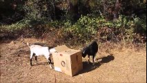 Goats Brutally Attack Unsuspecting Cardboard Box