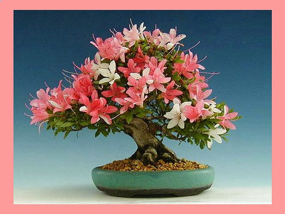 Bonsai - pps