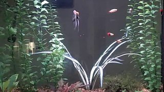 29 Gallon Freshwater Fish Tank