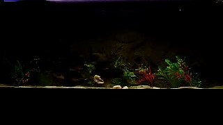 26 piranhas feeding on some sheephead