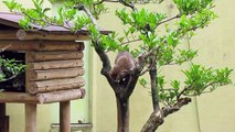 木登りタヌキ (2013/5/27 安佐動物公園)