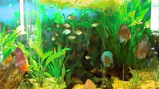 Discus fish-tank update 27-08-11.