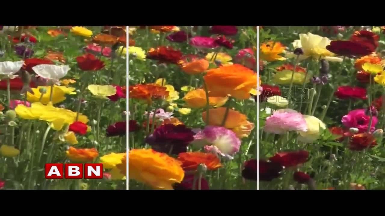Something Special ; The Flower Fields