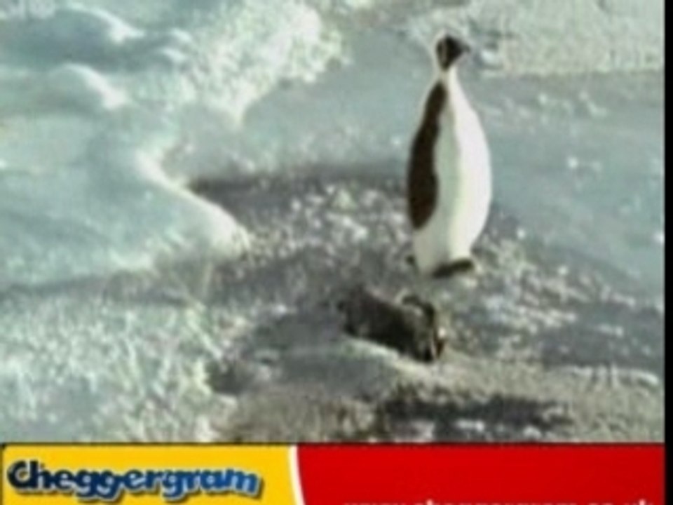 El pinguino cabron ataca de nuevo