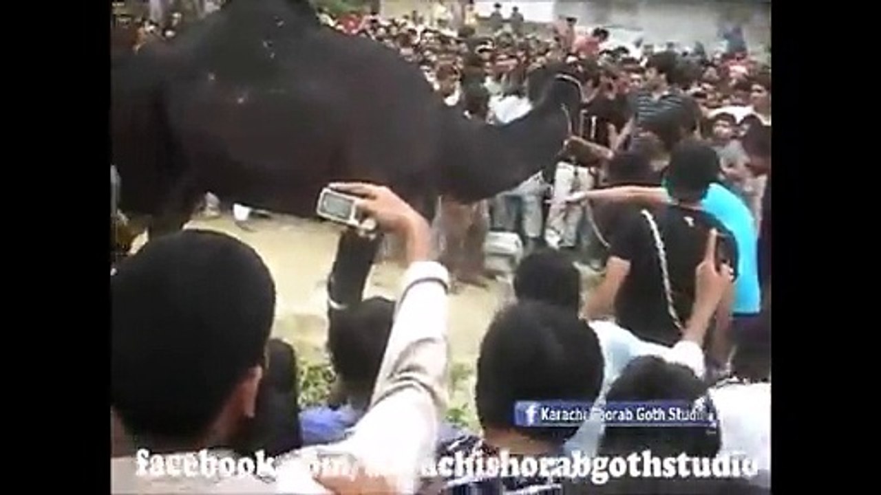 The Camel for Himself