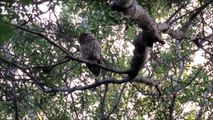 Barred Owl Bothered by Flitting Bird Fish Haul Creek Hilton Head Island, SC