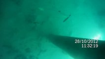French Polynesia   Bora Bora Hilton Underwater 12 10 28 part 3