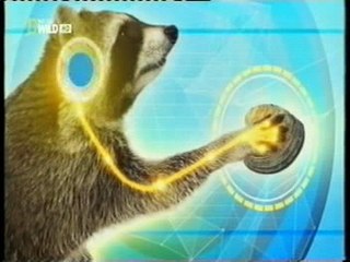 Mapache: Inteligencia y supersentidos animales