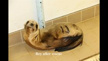 Rey and Skipper released by the Pacific Marine Mammal Center June 12