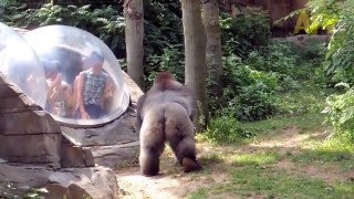 Animals Attack to Human at Zoo Compilation