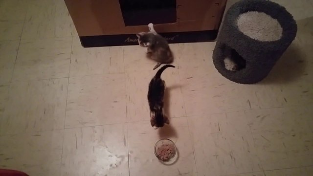 Ces chatons de 4 semaines jouent ensemble.. Trop mignon