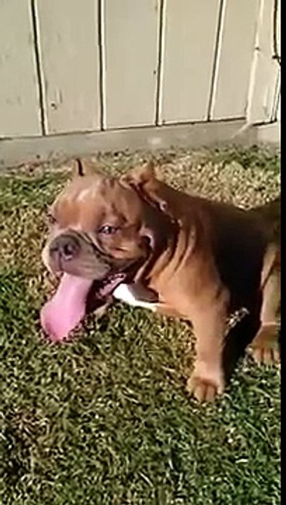 Exotic Bully King Gotti en Lima Peru