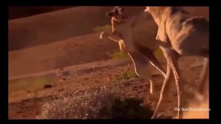Most Amazing Wild Animal Attacks Crazy animal attack, animal fight Lion , Zebra,hippo