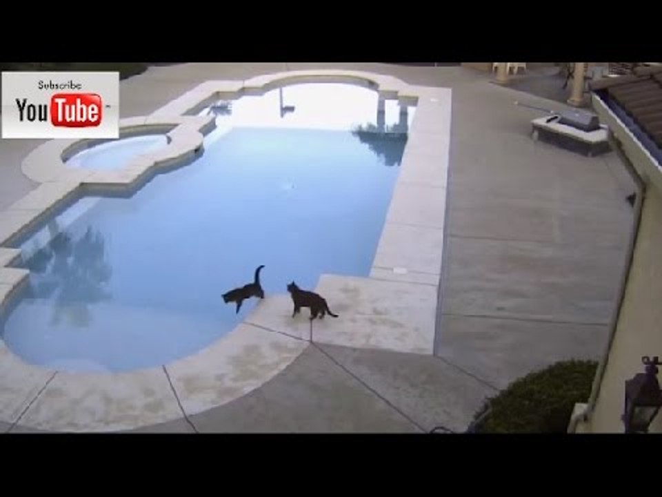 Faze Comice Faze Tari Animale Haioase