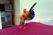 Funny Chicken With Weired Look - Funny Videos 2016