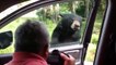 Bear Opens Door to Car
