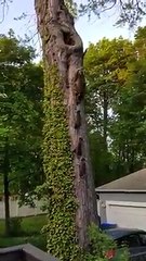 Mama Raccoon Showing Home To Her Babies