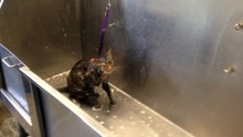 Elle est en train de laver son chat, mais vous serez surpris par ce qu'il va lui "dire". Étonnant !