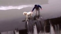 Ils sauvent un chien qui n'étais pas loin de la noyade !