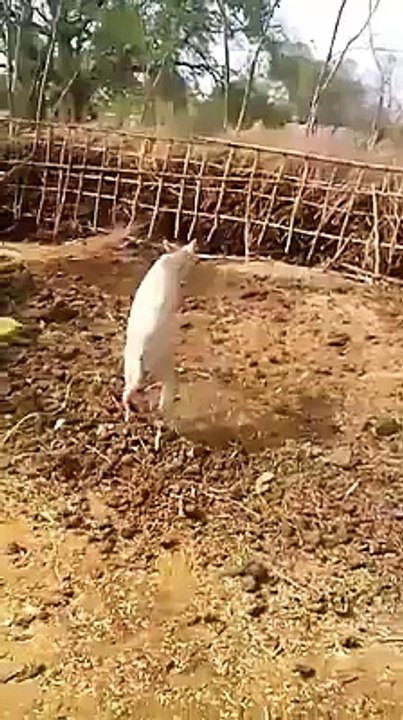 Goat Having Two Legs Only