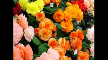 Ahmad zahir emshab shoda am mast