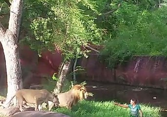 Ivre, il pénètre dans l'enclos des lions pour leur serrer la main