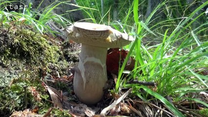 =tasr= HORNA_NITRA_HUBARSKA_SEZONA 13.6.2016