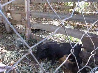 Натаска собаки на кабана))