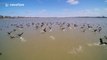 Beautiful footage of hundreds of geese flying off on San Lorenzo river