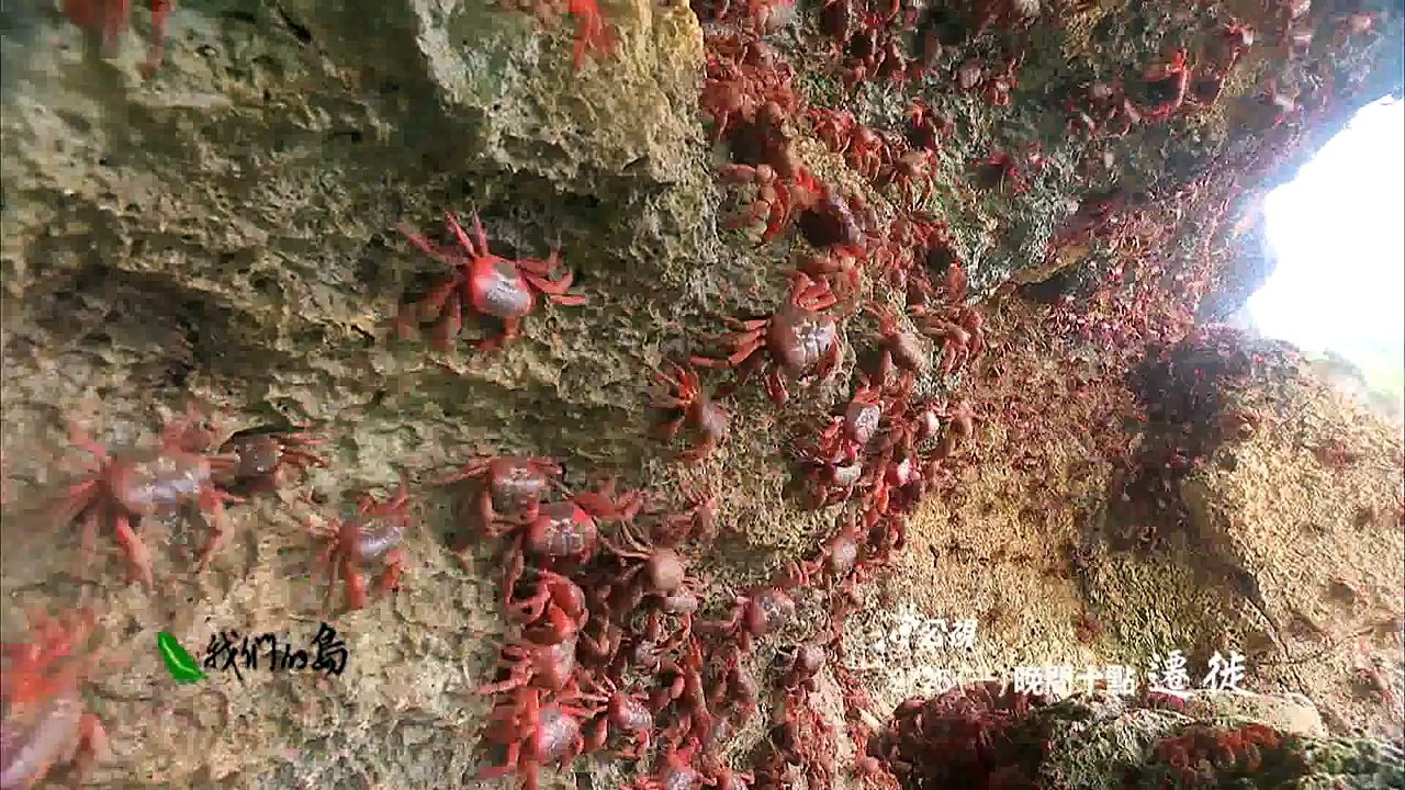 2/25 晚間十點 我們的島 遷徙