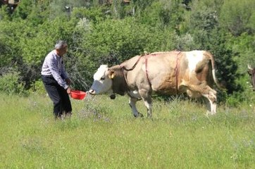 Çan Yerine İneklere Uydu Takip Sistemi Taktı